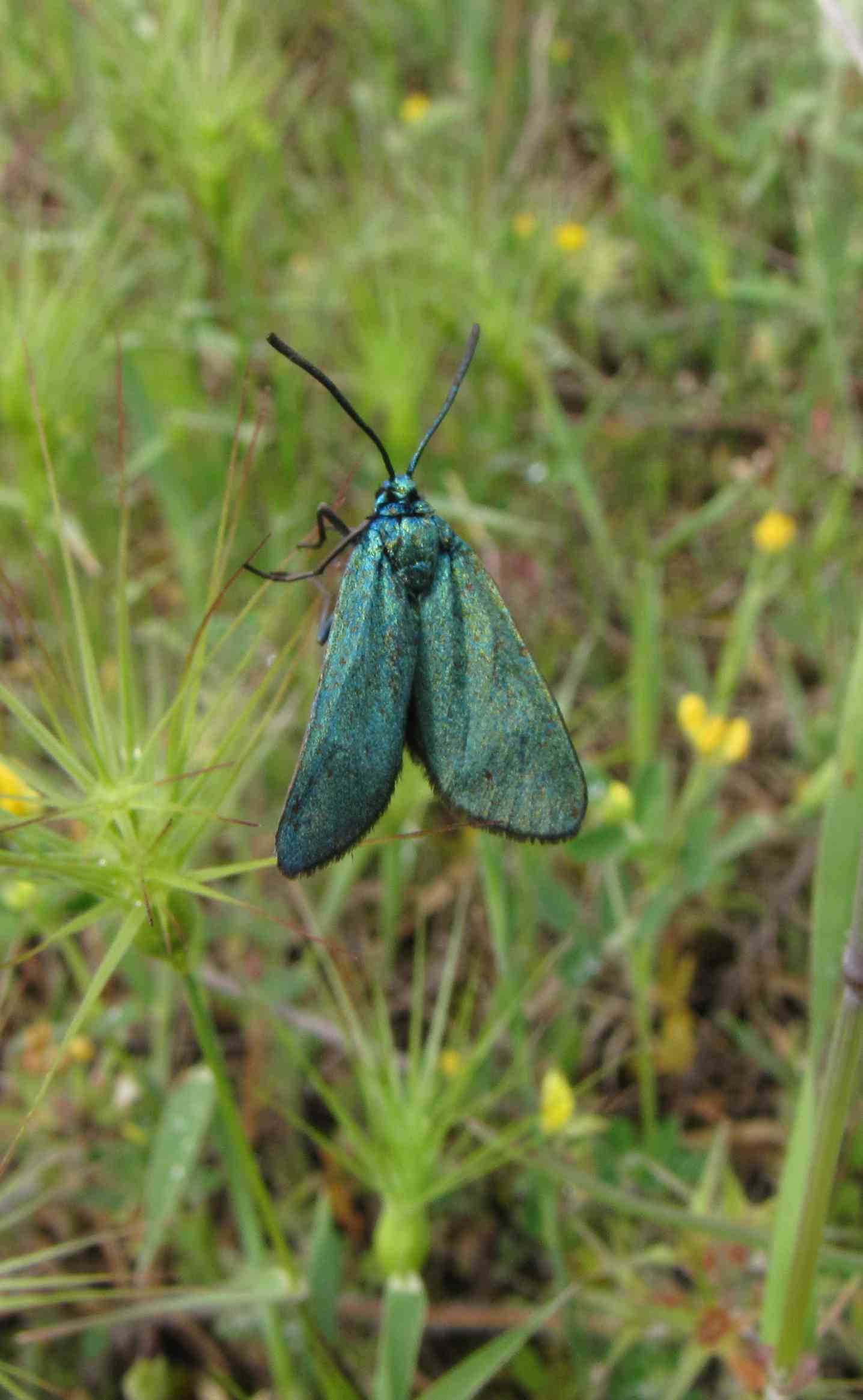 insetto verde - Zygaenidae